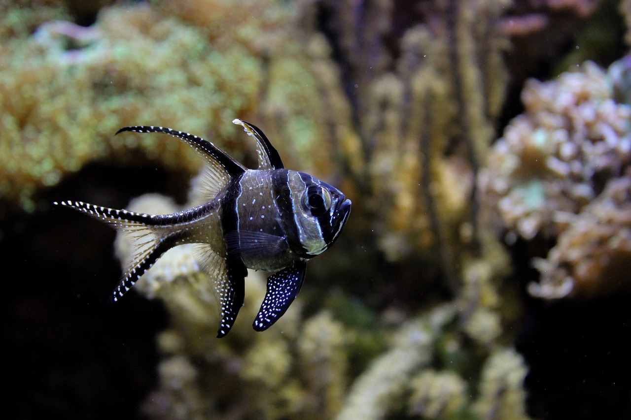 日本水族馆翻车鱼因没游客自闭,高效解析说明_出版社43.91.52